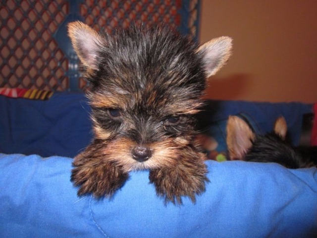 teacup female and male yorkies for sale!!! - Animals - Memphis - Tennessee - announcement-36763