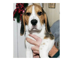   Beagle show puppies | free-classifieds-usa.com - 2