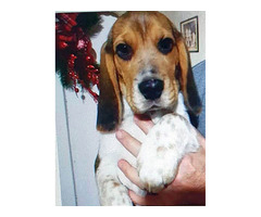   Beagle show puppies | free-classifieds-usa.com - 3