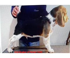   Beagle show puppies | free-classifieds-usa.com - 4