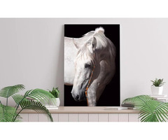Peaceful pictures gives you positive vibes just as white horse photographs | free-classifieds-usa.com - 1