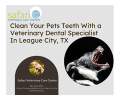 Clean Your Pets Teeth With a Veterinary Dental Specialist In League City, TX | free-classifieds-usa.com - 1