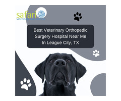 Best Veterinary Orthopedic Surgery Hospital Near Me In League City, TX | free-classifieds-usa.com - 1
