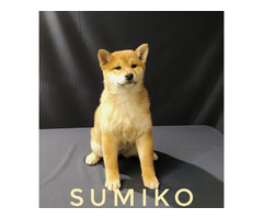 Shiba Inu puppies | free-classifieds-usa.com - 1