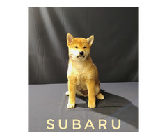 Shiba Inu puppies | free-classifieds-usa.com - 3