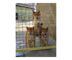Shiba Inu puppies | free-classifieds-usa.com - 4