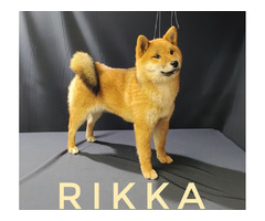 Shiba Inu puppies | free-classifieds-usa.com - 2