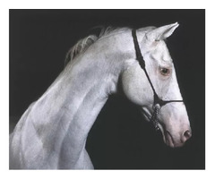 Horse photographs is a lot more than just a picture.  | free-classifieds-usa.com - 1