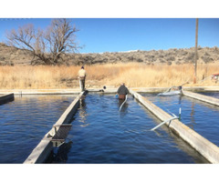 Utah Private Fish Hatcheries | free-classifieds-usa.com - 1
