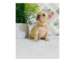 French bulldogs lilac and blue | free-classifieds-usa.com - 1
