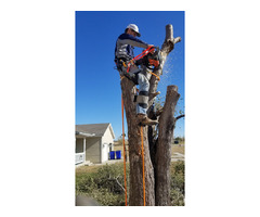Tree stump removal in Abilene KS | free-classifieds-usa.com - 1