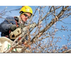 South Bend tree service | free-classifieds-usa.com - 1