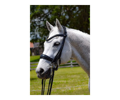 High-Quality Andros ‎Double Dressage Bridle | free-classifieds-usa.com - 1