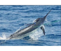 Striped Marlin Fishing | free-classifieds-usa.com - 1