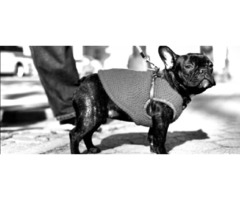 Best LA Pet Care - $18 Dog Walker Los Angeles  | free-classifieds-usa.com - 3