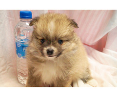 CKC Pomeranian Puppies | free-classifieds-usa.com - 1
