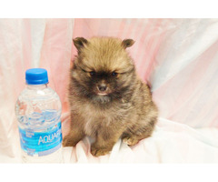 CKC Pomeranian Puppies | free-classifieds-usa.com - 2