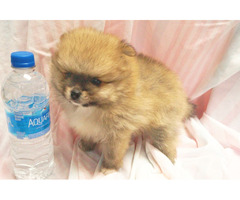 CKC Pomeranian Puppies | free-classifieds-usa.com - 3
