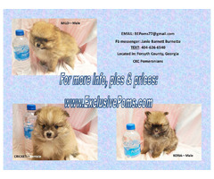 CKC Pomeranian Puppies | free-classifieds-usa.com - 4