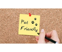 Explore The Best Pet-Friendly Vacation Rentals in Florida | free-classifieds-usa.com - 1