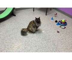Are You Looking For Cat Boarding Facility In Georgia | free-classifieds-usa.com - 1