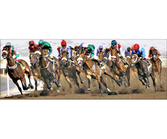 Horses depict a rich quality & that’s the reason why it’s the best choice of picture lover’s the | free-classifieds-usa.com - 1