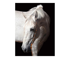 White horse is the equine specialty horse photography.  | free-classifieds-usa.com - 1