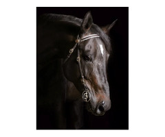 Are you a black colour enthusiast? Here’s black horse photographs for you.  | free-classifieds-usa.com - 1