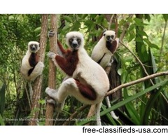 Exhilarating wildlife photography tours | free-classifieds-usa.com - 1