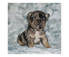 Blue Merle French Bulldog Puppy For Sale | free-classifieds-usa.com - 1