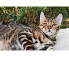 Buy Brown Bengal Cat -  Willow Dream Bengals  | free-classifieds-usa.com - 1