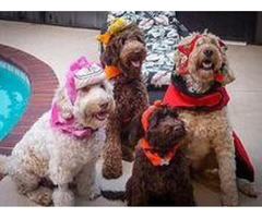  Looking to Adopt Labradoodles in Florida | free-classifieds-usa.com - 1