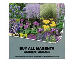 Buy All Magenta Garden Package Online  | free-classifieds-usa.com - 1