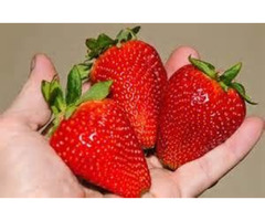 Chandler Strawberry Plants For Sale | free-classifieds-usa.com - 1