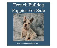 Blue Merle French Bulldog Puppy For Sale | free-classifieds-usa.com - 1