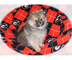 KONA: CKC Pomeranian Male Pup | free-classifieds-usa.com - 1