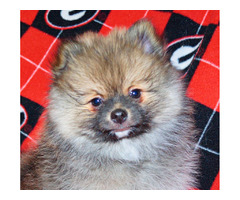 KONA: CKC Pomeranian Male Pup | free-classifieds-usa.com - 2