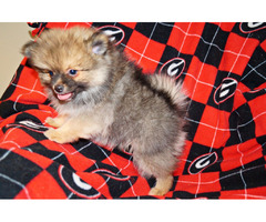 KONA: CKC Pomeranian Male Pup | free-classifieds-usa.com - 3