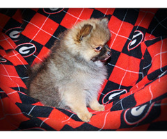 KONA: CKC Pomeranian Male Pup | free-classifieds-usa.com - 4