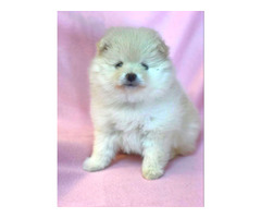 SCARLETT: CKC Pomeranian Female Pup | free-classifieds-usa.com - 1