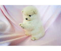 SCARLETT: CKC Pomeranian Female Pup | free-classifieds-usa.com - 2