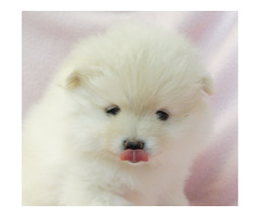 SCARLETT: CKC Pomeranian Female Pup | free-classifieds-usa.com - 3