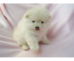 SCARLETT: CKC Pomeranian Female Pup | free-classifieds-usa.com - 4