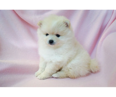 VICKY: CKC Pomeranian Female Pup | free-classifieds-usa.com - 1