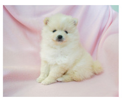 VICKY: CKC Pomeranian Female Pup | free-classifieds-usa.com - 2