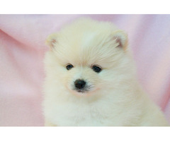 VICKY: CKC Pomeranian Female Pup | free-classifieds-usa.com - 3