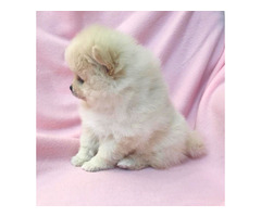VICKY: CKC Pomeranian Female Pup | free-classifieds-usa.com - 4