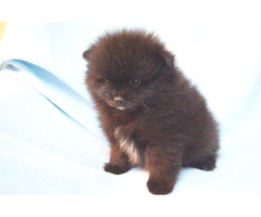 XAVIER: CKC Pomeranian Male Pup | free-classifieds-usa.com - 1