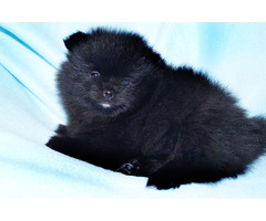XAVIER: CKC Pomeranian Male Pup | free-classifieds-usa.com - 2