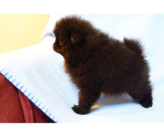 XAVIER: CKC Pomeranian Male Pup | free-classifieds-usa.com - 3